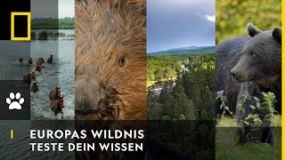 Zeig wie gut du bist  Europas Wildnis [upl. by Zandra]