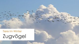 Zugvögel im Winter  Wieso ziehen Vögel und wie orientieren sie sich [upl. by Melton]