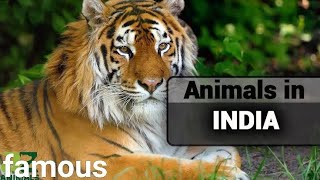 a famous wild animal of india 😯 popular indian animals👀 [upl. by Monjan275]