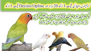 how to produce creamino oplinelove birds cheap pairing [upl. by Gereron]