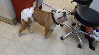 Bulldog Diapers at Dr Kraemer Vet4Bulldog Bully Specialist [upl. by Berna]