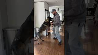 Learning how to dance with my dad🤪🤪🤪doglover germanshepherd cutedog funnydogs dog puppy [upl. by Risteau]