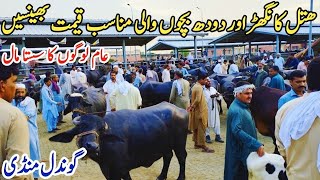 Low Prices Milking buffaloes Latest Rate on Gondal MandiGondal Mandi latest updatebuffalocow [upl. by Frohman]