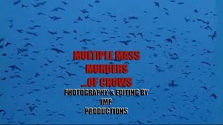 Multiple Mass Murdersof Crows [upl. by Ed]