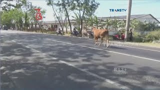 Sapi Mengamuk di Jalan Raya [upl. by Hugh295]