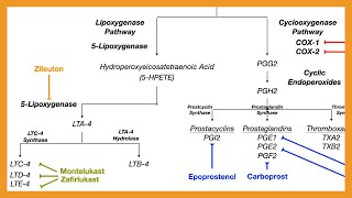 Arachidonic Acid Pathway Prostaglandins Prostacyclins Thromboxanes amp Leukotrienes [upl. by Rocker590]