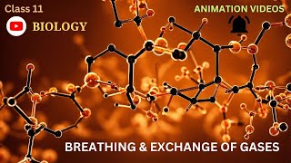 CBSE Class 11  Biology  Breathing and exchange of gases  Animation  in English [upl. by Hooge893]