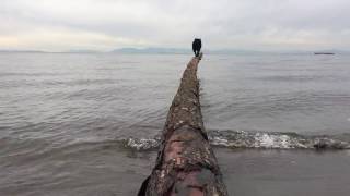 Funny Schipperke dog falls off a log [upl. by Barris]