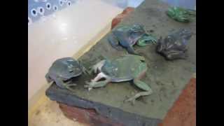 Ten tree frogs eating in Melbourne Victoria [upl. by Animaj]