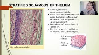 CELLS Specialised Animal Tissues [upl. by Ewnihc522]