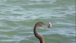 Anhinga Fishing With Osprey Overseeing [upl. by Laurie]