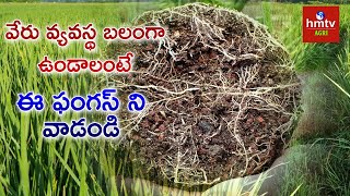 వేరు వ్యవస్థ ధృడంగా ఉండాలంటే ఇలా చెయ్యండి  hmtv Agri [upl. by Ynaffik]