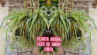 Cuidado Y Propagación Del Lazo De Amor  Chlorophytum Comosum [upl. by Asiole]