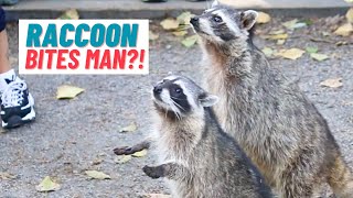 Raccoons BITING and people FIGHTING Whos in the right  raccoons bite hungryanimals wild [upl. by Ahrens]