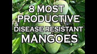 8 Most Productive amp Disease Resistant Mangoes in our South Florida garden [upl. by Cohette]