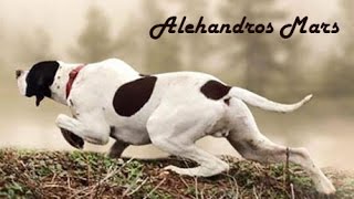 Champion English pointer Alehandros Mars [upl. by Bergen]