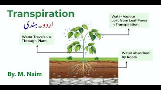 Transpiration  Opening amp closing of stomata  Biology 9th  Chapter 9 Transport [upl. by Ayalahs]