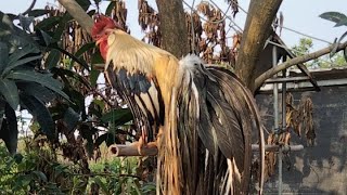 Hoabachthuy đang phát trực tiếpStrange longtailed ornamental chicken crows continuously gà đuôi d [upl. by Ellynad]