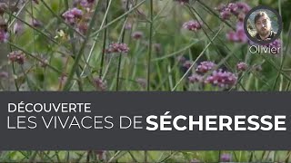 Découverte  Les vivaces de sécheresse [upl. by Isoais]