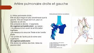 7  Aorte et Artère pulmonaire 12 [upl. by Gracie]