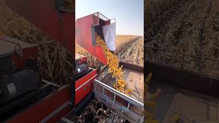 Harvesting corn process farming [upl. by Fredia]