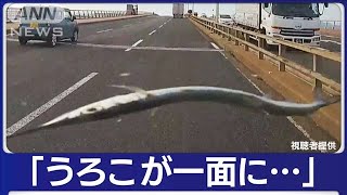 “空から魚”車を直撃 ガラスにひび… 福岡【知っておきたい！】2023年11月15日 [upl. by Alieka]