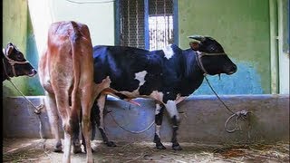 Mating behaviour Malnad gidda  bachelor bull ampVirgin heifer first meeting [upl. by Viguerie]