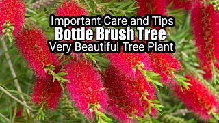 How to grow bottle brush tree  Callistemon tree  Care of bottle brush tree  Bottle brush tree [upl. by Iow502]