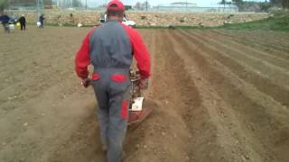 Plantando patatas con motoazada trus [upl. by Enyahc997]