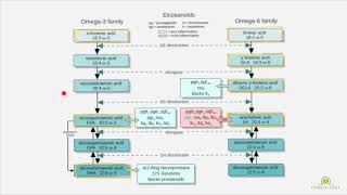 Why its incorrect to say omega 6 is bad  omega 3 and 6 differences PART 3 of 4 [upl. by Blanche]