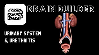 Urinary System and Urethritis [upl. by Nnilsia]