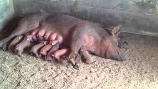 Day old piglets nursing [upl. by Maryanne]