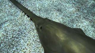 The Green Sawfish Pristis zijsron [upl. by Ciryl]