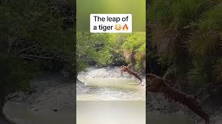 Spectacular Tiger Jumps in Water river shortsviral ytshorts wildlife tiger [upl. by Jamey]