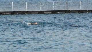 Ocean Adventure Subic  Whale Shark [upl. by Hildegaard649]