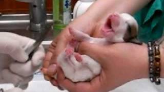 Jack Russell Terrier Puppys tail docking part3 [upl. by Ignatz559]