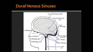 Dural Venous Sinuses  Anatomy [upl. by Kenrick297]