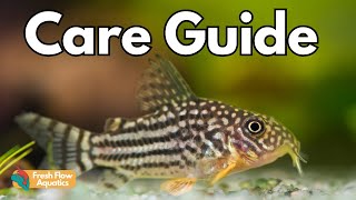 Ultimate Cory Catfish Care Guide  AKA Corydoras [upl. by Scrope]