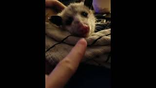 Boop cute rescued baby opossums nose  Crazy Critters Short [upl. by Kaiser]