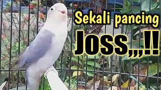 pancingan lakbet emosi ngekek panjang bikin lovebird lawan panas ikutan ngekek [upl. by Winola]