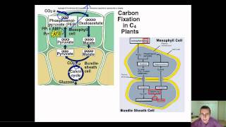 Detailed View of C4 amp CAM Plant Adaptations [upl. by Enneirdna]