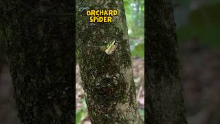 Orchard Orbweaver Spider shorts arachnid [upl. by Netsirk618]