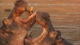 Hippo Fight [upl. by Nial]