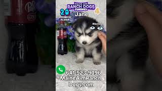 Jane week 4  pomsky puppy update puppy pomskydog dogbreed pets pomskylife pomsky doglover [upl. by Woehick]