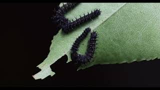 imperialis cecropia and regalis caterpillars  1st instar feeding [upl. by Remsen]