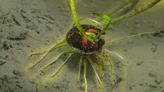 Lotus Seed Growing Underwater Time Lapse 68 Days [upl. by Demeter]