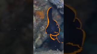 Juvenile Pinnate Batfish Platax pinnatus marinelife oceanlife underwater underwaterworld [upl. by Yrelav]