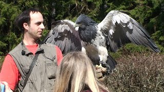 Wildgehege Hellenthal  Greifvogelstation  RheinEifelTV [upl. by Leiba]