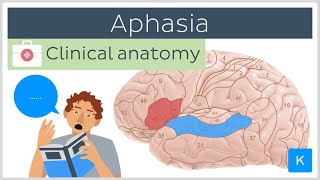 Wernickes Aphasia and Brocas Aphasia [upl. by Ayotan]