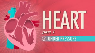 The Heart Part 1  Under Pressure Crash Course Anatomy amp Physiology 25 [upl. by Eiluj639]